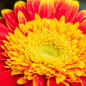 Gerbera 5